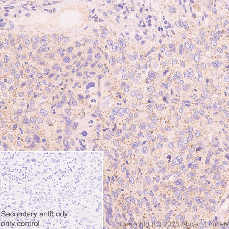 Immunohistochemistry (Formalin/PFA-fixed paraffin-embedded sections) - Anti-FYCO1 antibody [EPR28360-524] (AB324455)