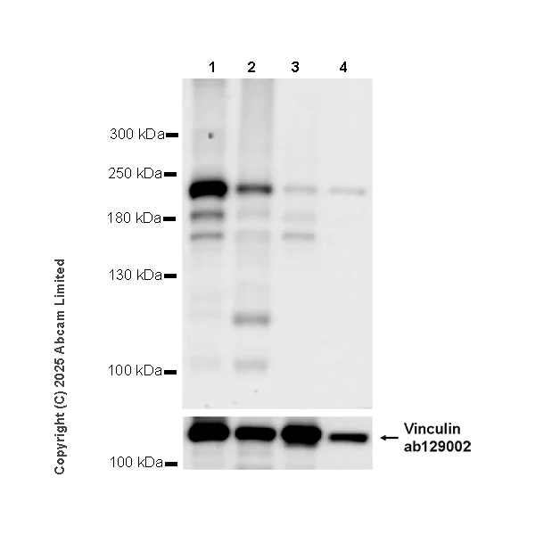 Western blot - Anti-FYCO1 antibody [EPR28360-524] (AB324455)