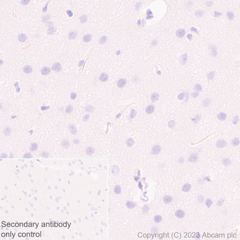 Immunohistochemistry (Formalin/PFA-fixed paraffin-embedded sections) - Anti-FYCO1 antibody [EPR28361-79] (AB316012)