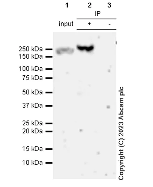 Immunoprecipitation - Anti-FYCO1 antibody [EPR28361-79] (AB316012)