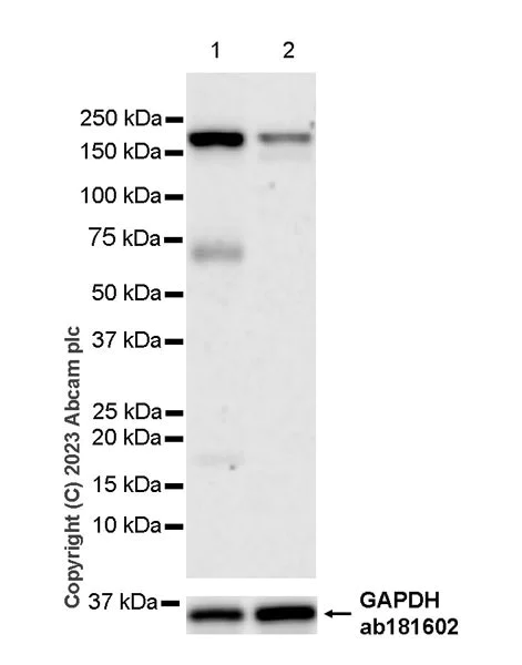Western blot - Anti-FYCO1 antibody [EPR28361-79] (AB316012)