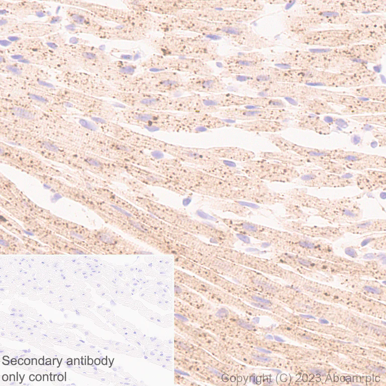 Immunohistochemistry (Formalin/PFA-fixed paraffin-embedded sections) - Anti-FYCO1 antibody [EPR28361-79] - BSA and Azide free (AB316013)