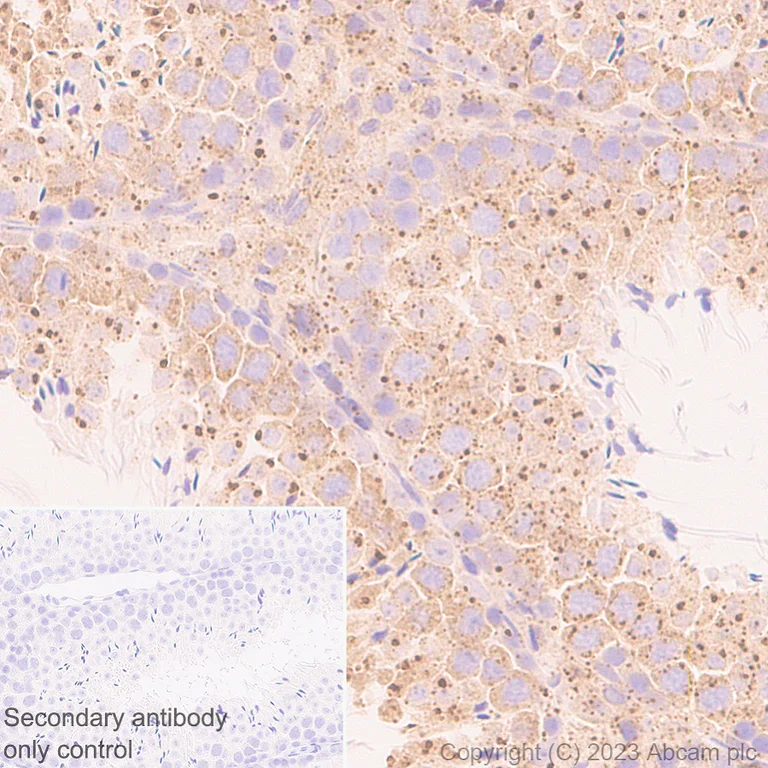 Immunohistochemistry (Formalin/PFA-fixed paraffin-embedded sections) - Anti-FYCO1 antibody [EPR28361-79] - BSA and Azide free (AB316013)