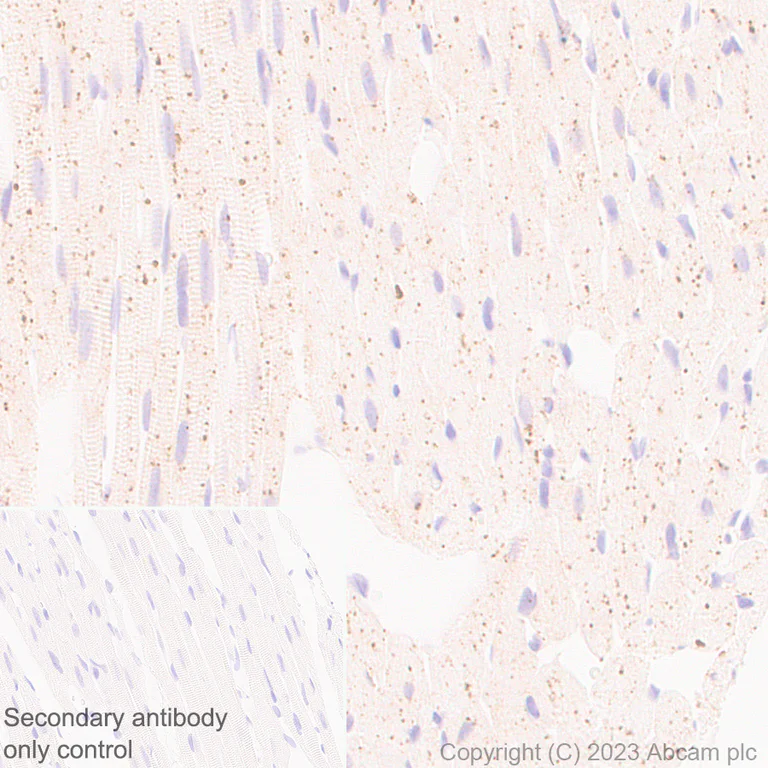 Immunohistochemistry (Formalin/PFA-fixed paraffin-embedded sections) - Anti-FYCO1 antibody [EPR28361-79] - BSA and Azide free (AB316013)