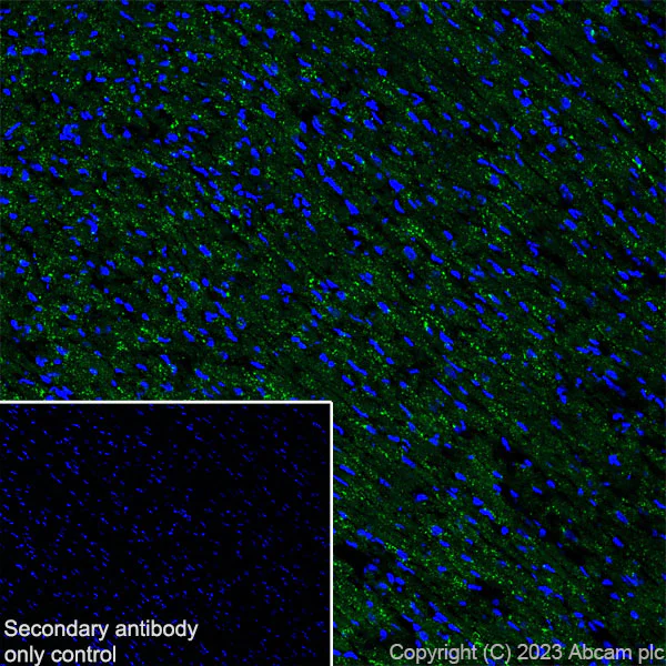 Immunohistochemistry (Frozen sections) - Anti-FYCO1 antibody [EPR28361-79] - BSA and Azide free (AB316013)