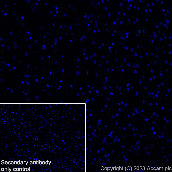 Immunohistochemistry (Frozen sections) - Anti-FYCO1 antibody [EPR28361-79] - BSA and Azide free (AB316013)