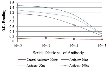 ELISA - Anti-Fyn antibody [2A10] (AB119855)