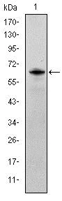 Western blot - Anti-Fyn antibody [2A10] (AB119855)