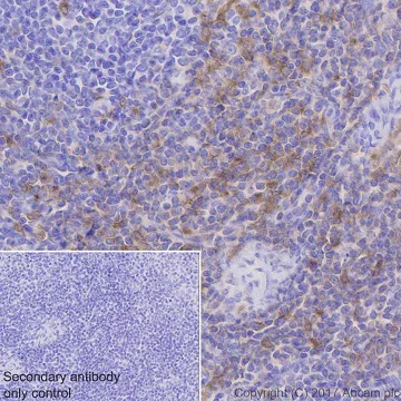 Immunohistochemistry (Formalin/PFA-fixed paraffin-embedded sections) - Anti-Fyn antibody [EPR19636] (AB184276)
