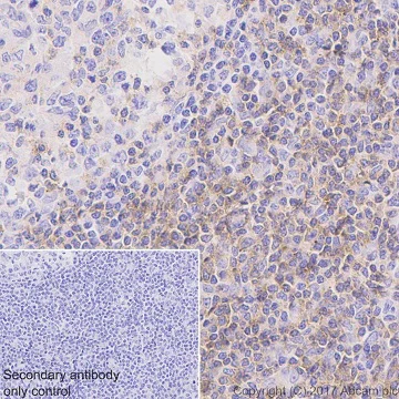 Immunohistochemistry (Formalin/PFA-fixed paraffin-embedded sections) - Anti-Fyn antibody [EPR19636] (AB184276)