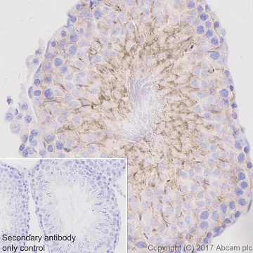 Immunohistochemistry (Formalin/PFA-fixed paraffin-embedded sections) - Anti-Fyn antibody [EPR19636] - BSA and Azide free (AB246333)