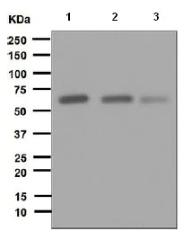 Western blot - Anti-Fyn antibody [EPR5500] (AB125016)