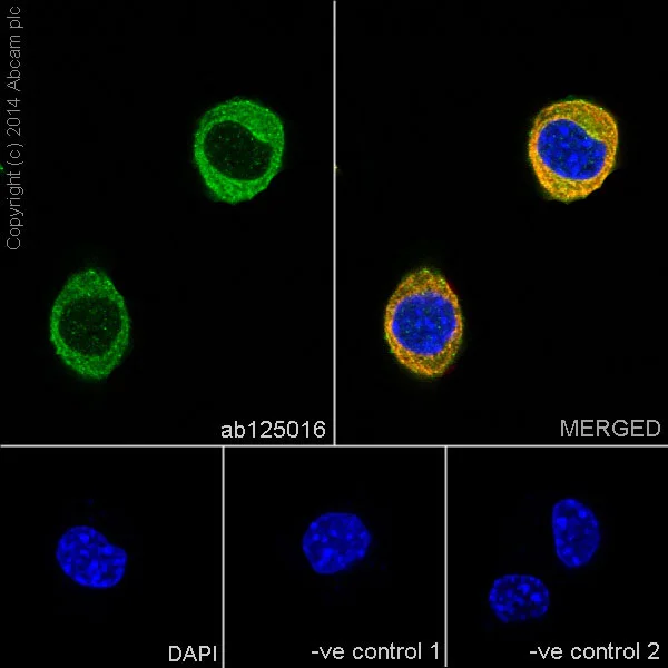 Immunocytochemistry/ Immunofluorescence - Anti-Fyn antibody [EPR5500] - BSA and Azide free (AB240015)