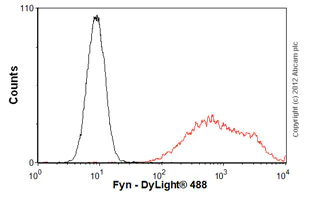 Flow Cytometry - Anti-Fyn antibody [FYN-01] (AB1881)