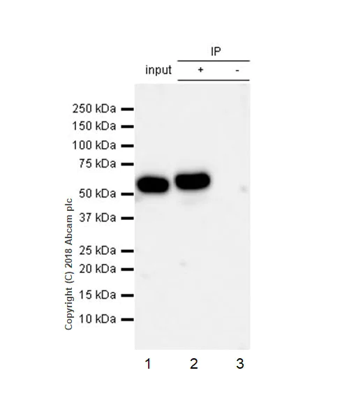 Immunoprecipitation - Anti-Fyn (phospho Y530) + Yes1 (phospho Y537) antibody [EPR13512] (AB188319)