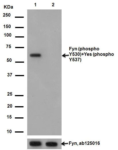 Western blot - Anti-Fyn (phospho Y530) + Yes1 (phospho Y537) antibody [EPR13512] (AB188319)