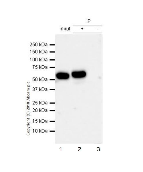 Immunoprecipitation - Anti-Fyn (phospho Y530) + Yes1 (phospho Y537) antibody [EPR13512] - BSA and Azide free (AB238975), expandable thumbnail