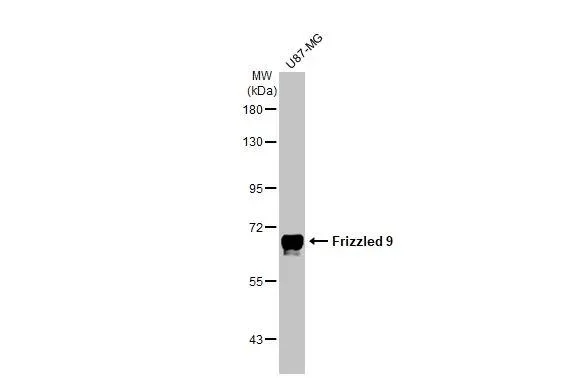 Western blot - Anti-FZD9 antibody [HL1675] - BSA and Azide free (AB325856)