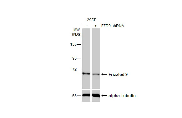 Western blot - Anti-FZD9 antibody [HL1675] - BSA and Azide free (AB325856)