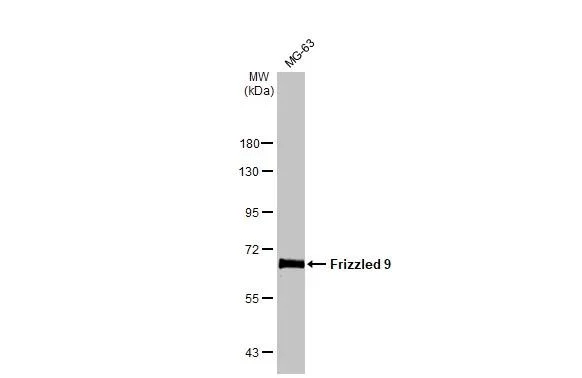 Western blot - Anti-FZD9 antibody [HL1675] - BSA and Azide free (AB325856)