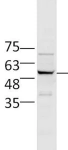 Western blot - Anti-FZR1 antibody (AB217038)