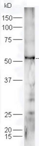 Western blot - Anti-FZR1 antibody (AB217038)