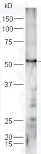 Western blot - Anti-FZR1 antibody (AB217038)