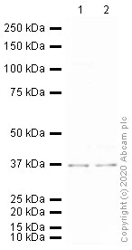 Western blot - Anti-G-6-Pase antibody (AB93857)