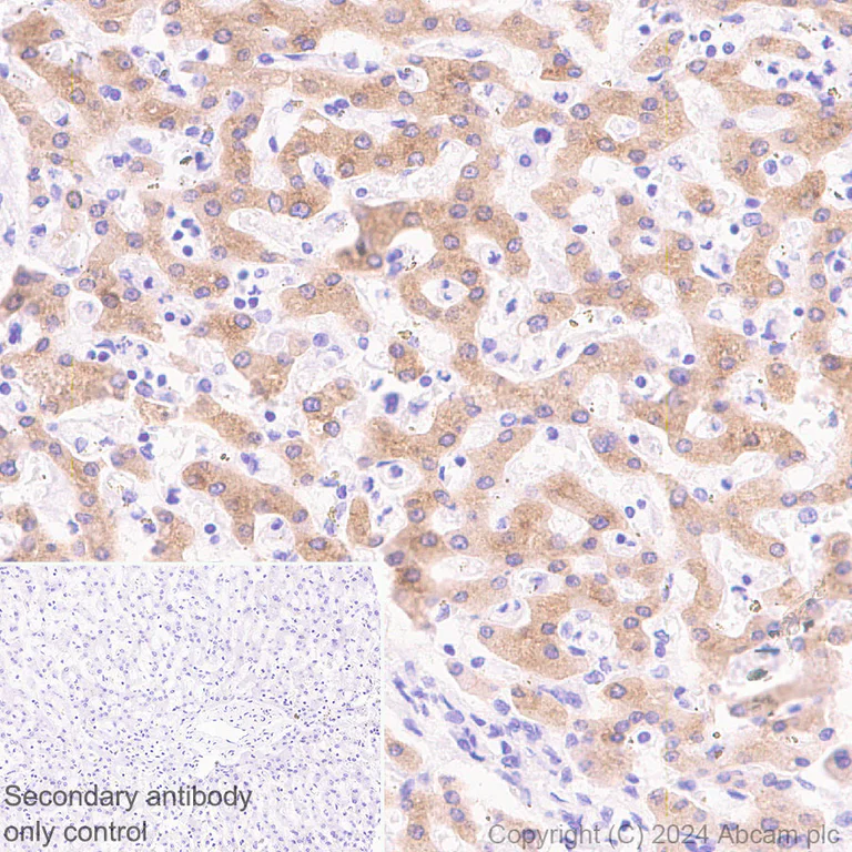 Immunohistochemistry (Formalin/PFA-fixed paraffin-embedded sections) - Anti-G-6-Pase antibody [EPR28793-52] (AB319053)