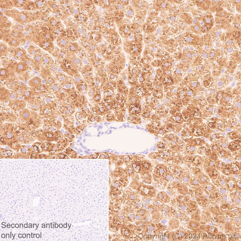 Immunohistochemistry (Formalin/PFA-fixed paraffin-embedded sections) - Anti-G-6-Pase antibody [EPR28793-52] (AB319053)
