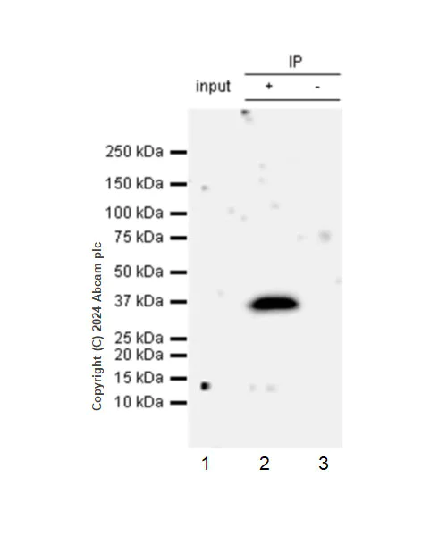 Immunoprecipitation - Anti-G-6-Pase antibody [EPR28793-52] (AB319053)
