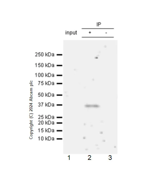 Immunoprecipitation - Anti-G-6-Pase antibody [EPR28793-52] (AB319053)