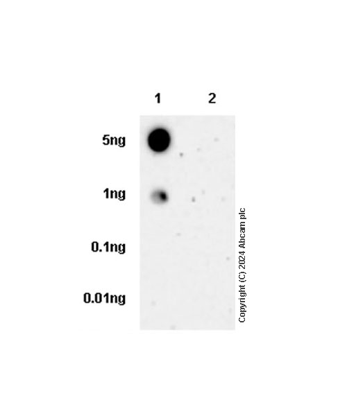 Dot Blot - Anti-G-6-Pase antibody [EPR28793-52] - BSA and Azide free (AB319054), expandable thumbnail
