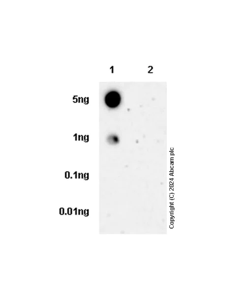 Dot Blot - Anti-G-6-Pase antibody [EPR28793-52] - BSA and Azide free (AB319054)