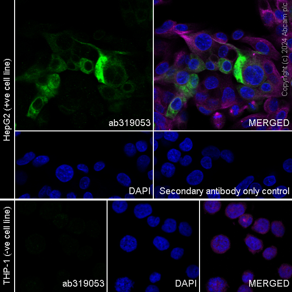 Immunocytochemistry/ Immunofluorescence - Anti-G-6-Pase antibody [EPR28793-52] - BSA and Azide free (ab319054), expandable thumbnail