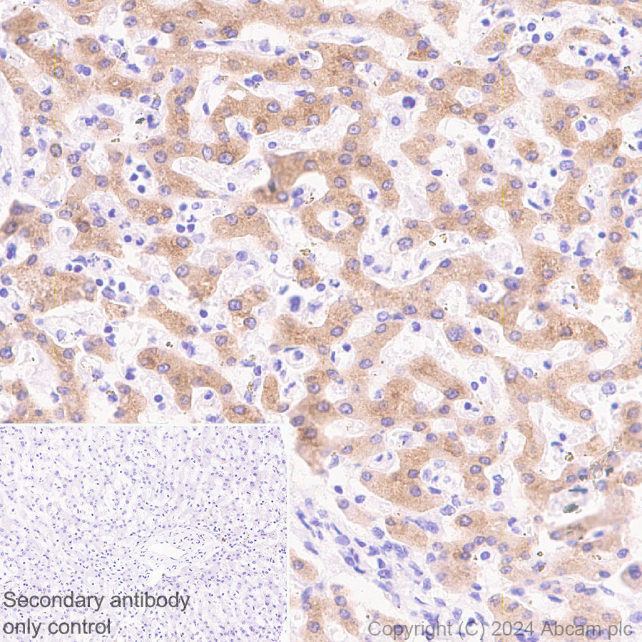 Immunohistochemistry (Formalin/PFA-fixed paraffin-embedded sections) - Anti-G-6-Pase antibody [EPR28793-52] - BSA and Azide free (AB319054), expandable thumbnail