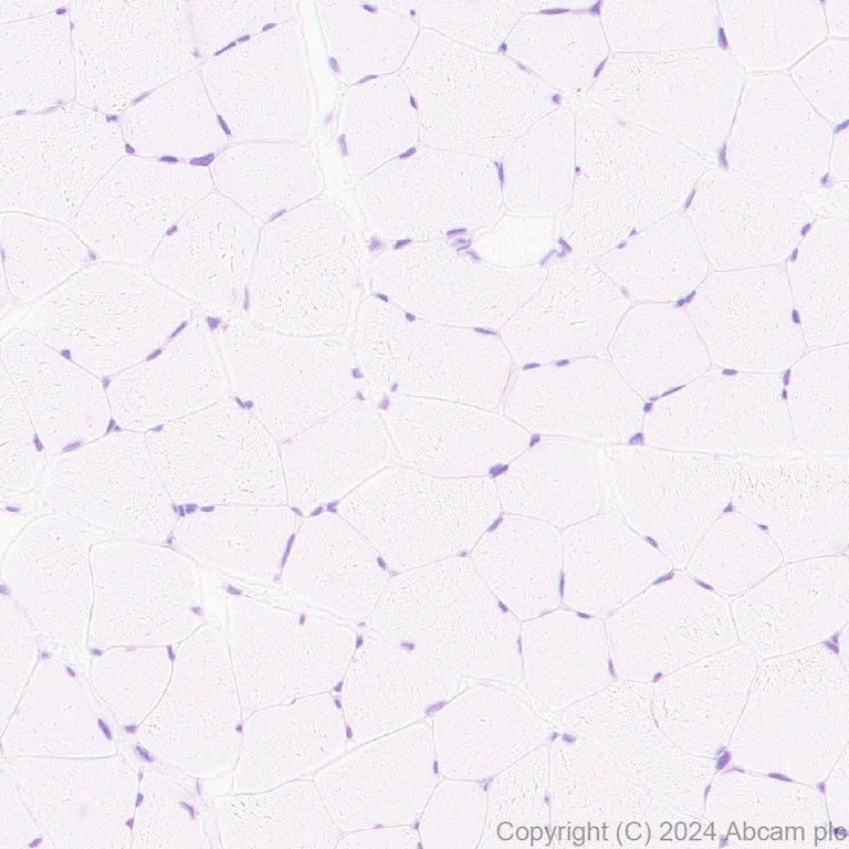Immunohistochemistry (Formalin/PFA-fixed paraffin-embedded sections) - Anti-G-6-Pase antibody [EPR28793-52] - BSA and Azide free (AB319054)