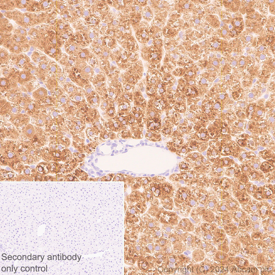 Immunohistochemistry (Formalin/PFA-fixed paraffin-embedded sections) - Anti-G-6-Pase antibody [EPR28793-52] - BSA and Azide free (ab319054), expandable thumbnail