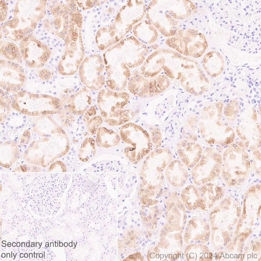 Immunohistochemistry (Formalin/PFA-fixed paraffin-embedded sections) - Anti-G-6-Pase antibody [EPR28793-52] - BSA and Azide free (ab319054), expandable thumbnail
