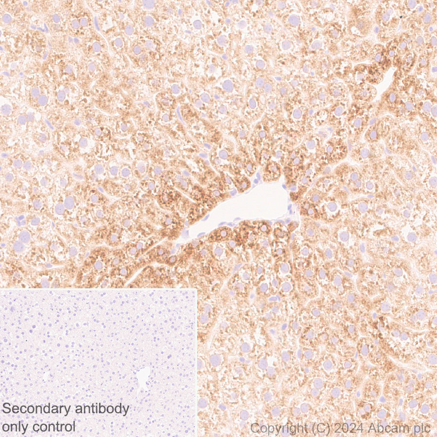 Immunohistochemistry (Formalin/PFA-fixed paraffin-embedded sections) - Anti-G-6-Pase antibody [EPR28793-52] - BSA and Azide free (ab319054), expandable thumbnail