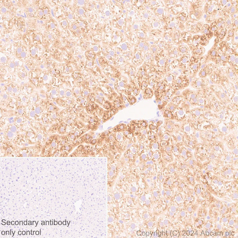 Immunohistochemistry (Formalin/PFA-fixed paraffin-embedded sections) - Anti-G-6-Pase antibody [EPR28793-52] - BSA and Azide free (AB319054)