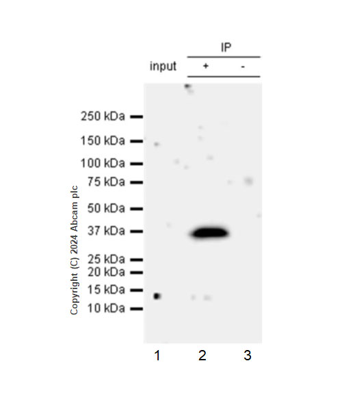 Immunoprecipitation - Anti-G-6-Pase antibody [EPR28793-52] - BSA and Azide free (AB319054), expandable thumbnail