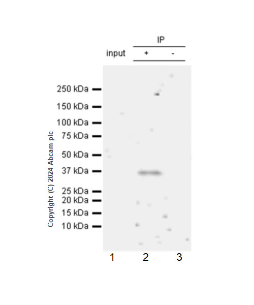 Immunoprecipitation - Anti-G-6-Pase antibody [EPR28793-52] - BSA and Azide free (AB319054), expandable thumbnail