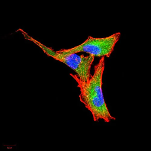 Immunocytochemistry/ Immunofluorescence - Anti-G-CSF antibody [7E4F7] (AB204989)