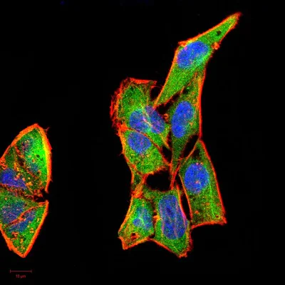 Immunocytochemistry/ Immunofluorescence - Anti-G-CSF antibody [7E4F7] (AB204989)