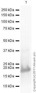 Western blot - Anti-G-CSF antibody (AB9691)