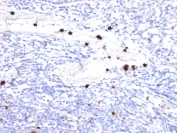 Immunohistochemistry (Formalin/PFA-fixed paraffin-embedded sections) - Anti-G-CSF antibody [CSF3/900] (AB216607)