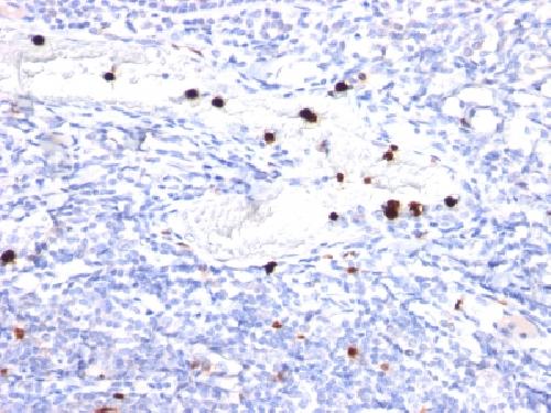 Immunohistochemistry (Formalin/PFA-fixed paraffin-embedded sections) - Anti-G-CSF antibody [CSF3/900] - BSA and Azide free (AB212315)
