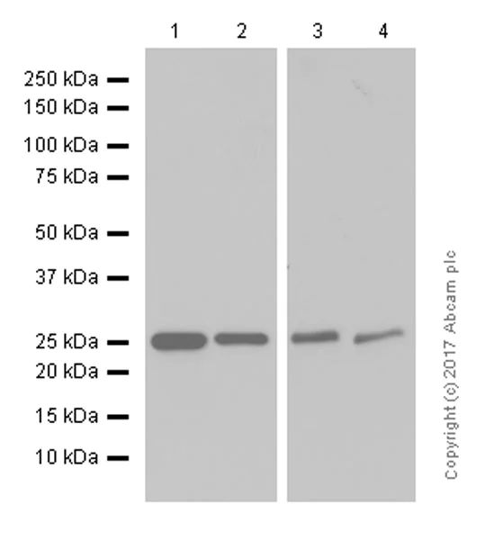 Western blot - Anti-G-CSF antibody [EPR3203(N)(B)] (AB181053)
