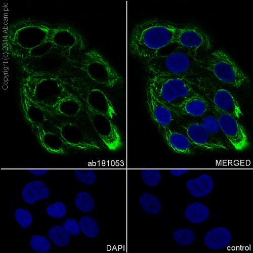 Immunocytochemistry/ Immunofluorescence - Anti-G-CSF antibody [EPR3203(N)(B)] - Low endotoxin, Azide free (AB246705)